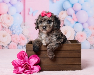 Madison F1B Cavapoo